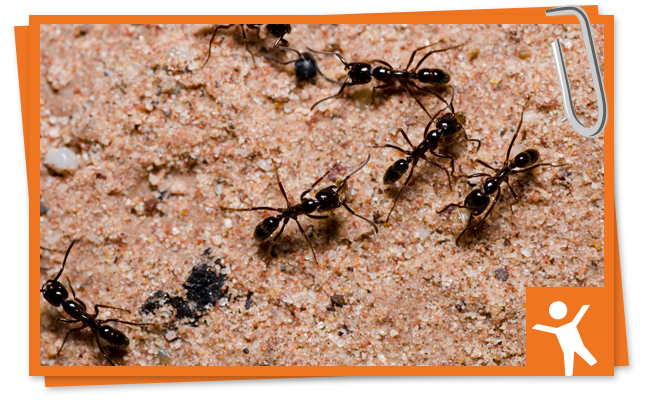 ¿Cómo le harán las hormigas para trabajar muy juntas?